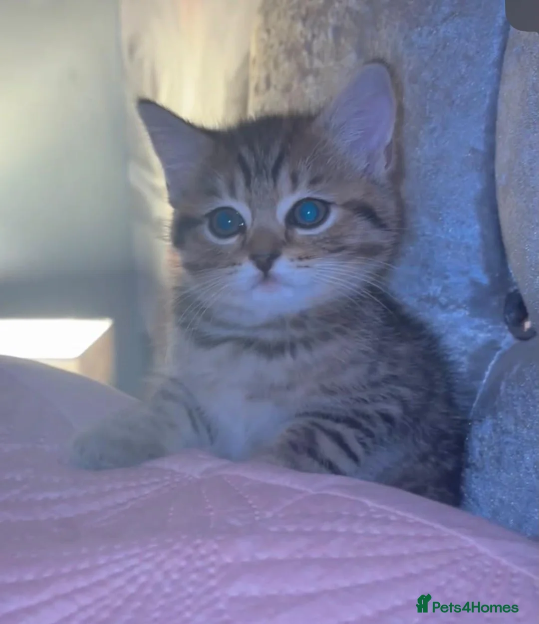 British Shorthair cats for sale: 8 week old little girl  - Advert 5