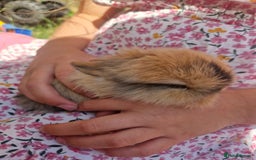 Mini Lop rabbits for sale: 3 x Mini Lion Lop Born 1 September Ready in 1 week - Advert 8