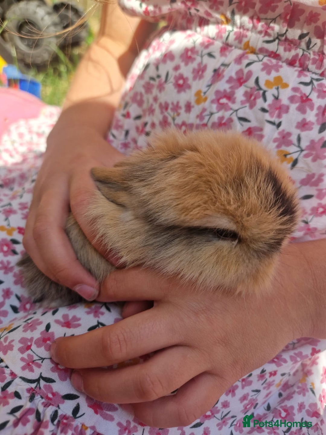 Mini Lop rabbits for sale: 3 x Mini Lion Lop Born 1 September Ready in 1 week - Advert 8
