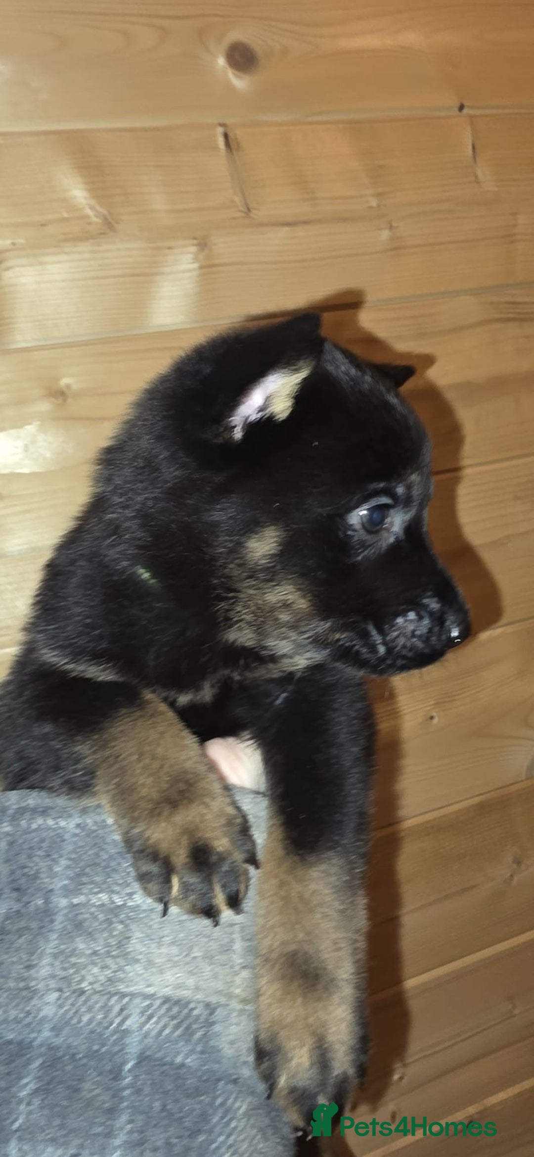 Mixed Breed dogs for sale: Rotti x German shepherd puppies - Advert 11