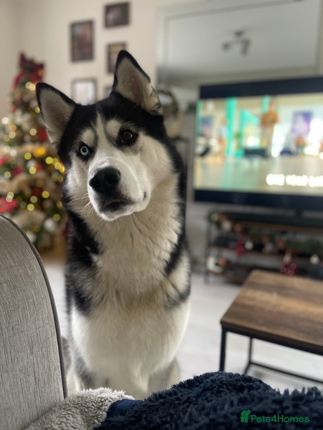Siberian Husky dogs for sale: Siberian Husky (Experienced Owner Only) - Advert 1