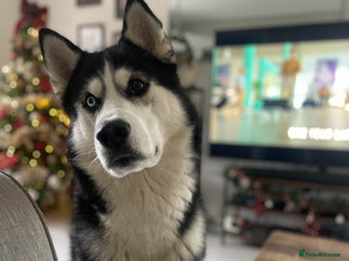 Siberian Husky dogs Siberian Husky (Experienced Owner Only) - Advert 1