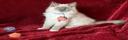 Ragdoll cats for sale: ChampionBloodline 5GENpedigree BSH GCCFreg.parents - Advert 15