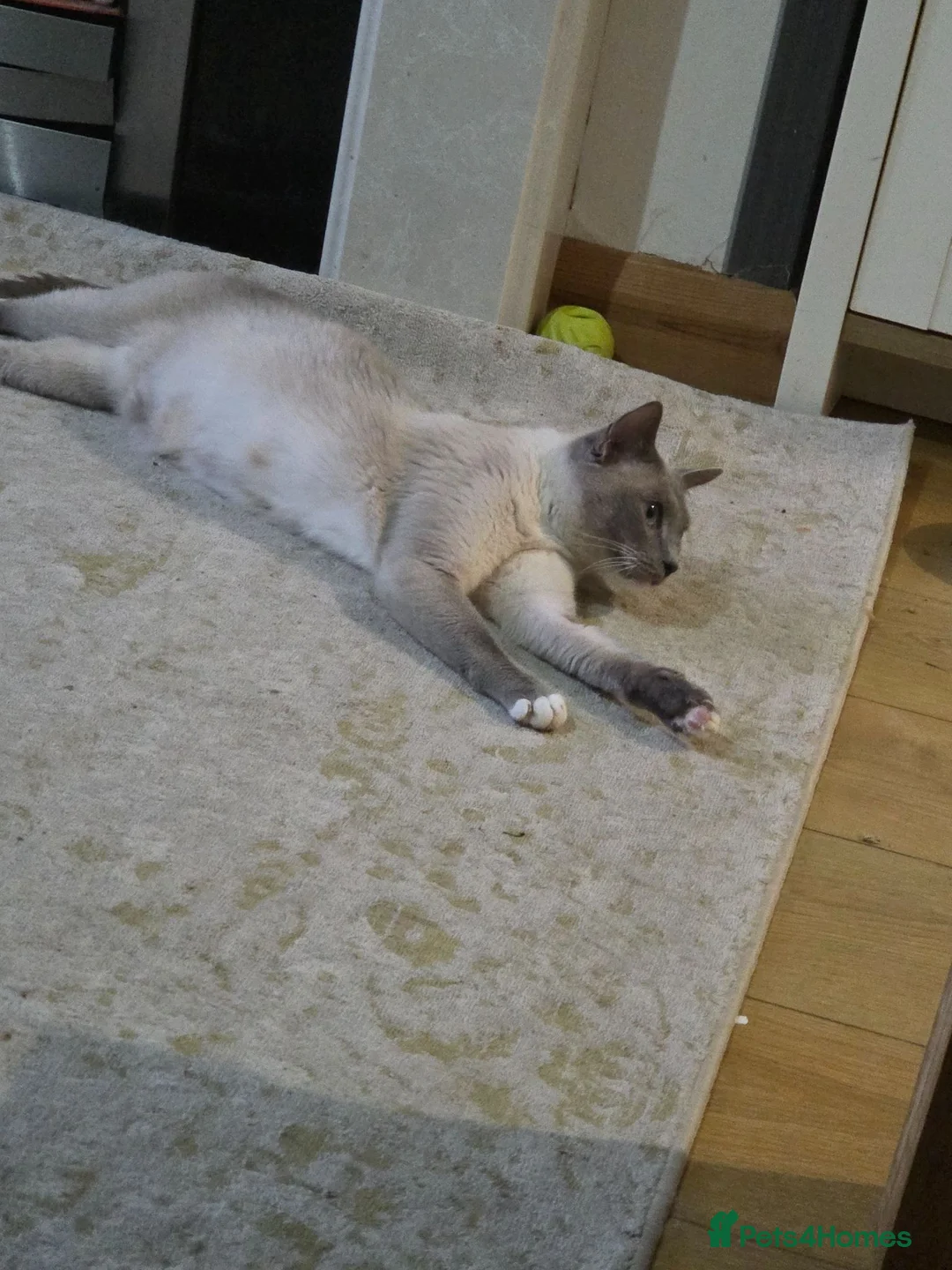 Snowshoe cats for sale: Female Adult Snowshoe TICA REG - Advert 2