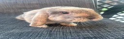 Mini Lop rabbits for sale: Male Mini Lop Bunny  in Middlewich - Advert 2