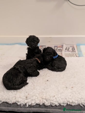 Mixed Breed dogs - Advert 1