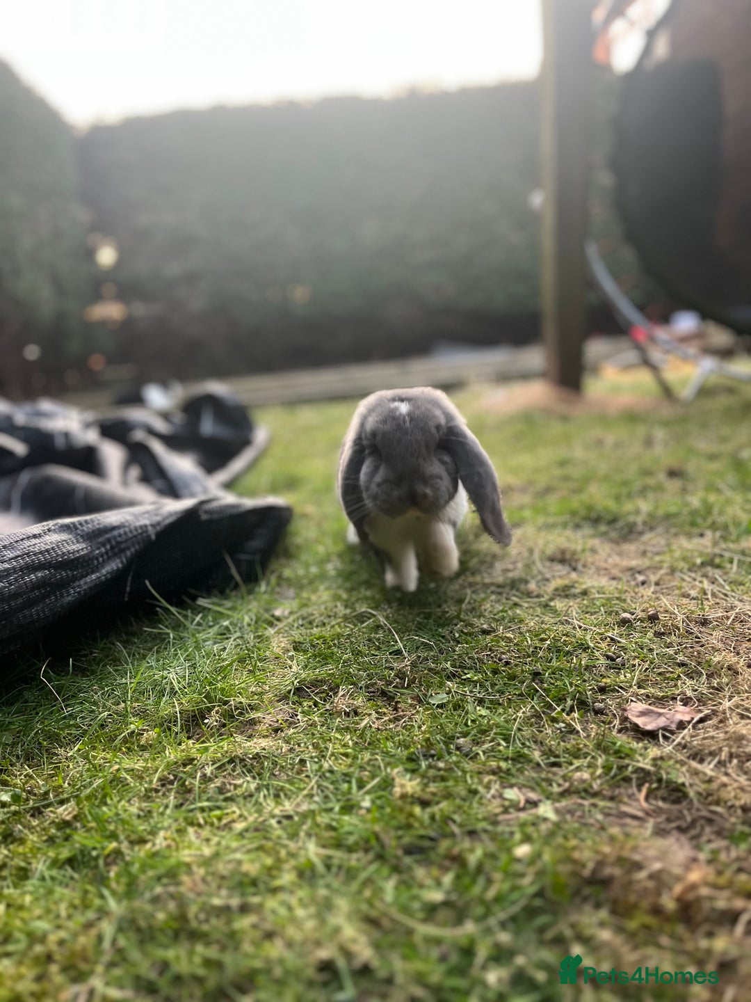 French Lop rabbits for sale: Giant French lop - Image 9
