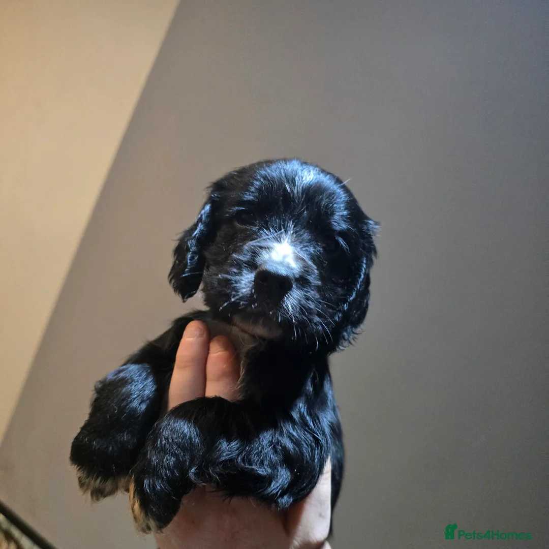 Cocker Spaniel dogs for sale: Cocker spaniel puppies for sale  - Advert 11