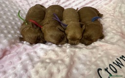 Cavapoo dogs for sale: F1 RED CAVAPOOS LICENSED KC HEALTH TESTED PARENTS  - Image 5