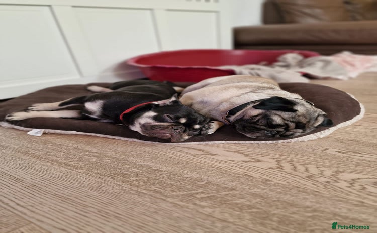 Pug dogs - Advert 1