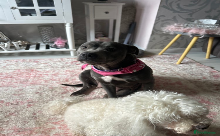 Staffordshire Bull Terrier dogs - Advert 1