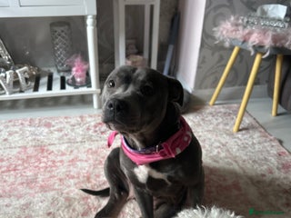 Staffordshire Bull Terrier dogs - Advert 15