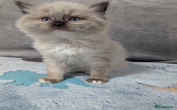 Ragdoll cats for sale: Fluffy Ragdolls - Image 8