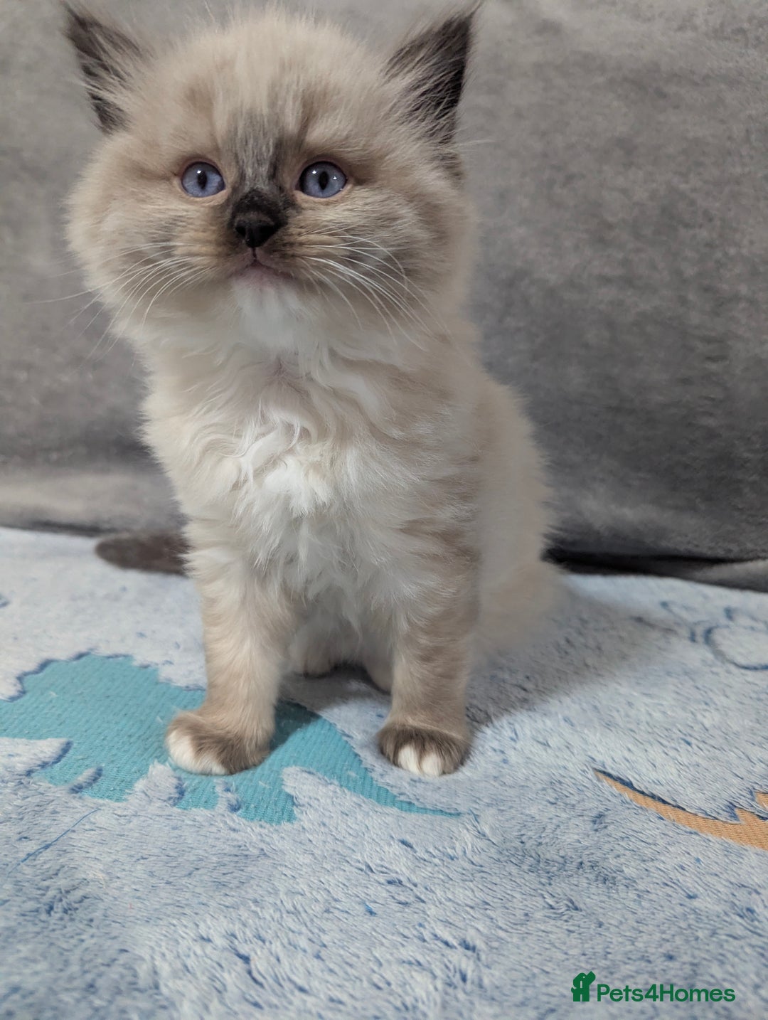 Ragdoll cats for sale: Fluffy Ragdolls - Image 8