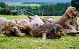 Cocker Spaniel dogs for sale: Show Cocker Spaniel puppies - Image 10