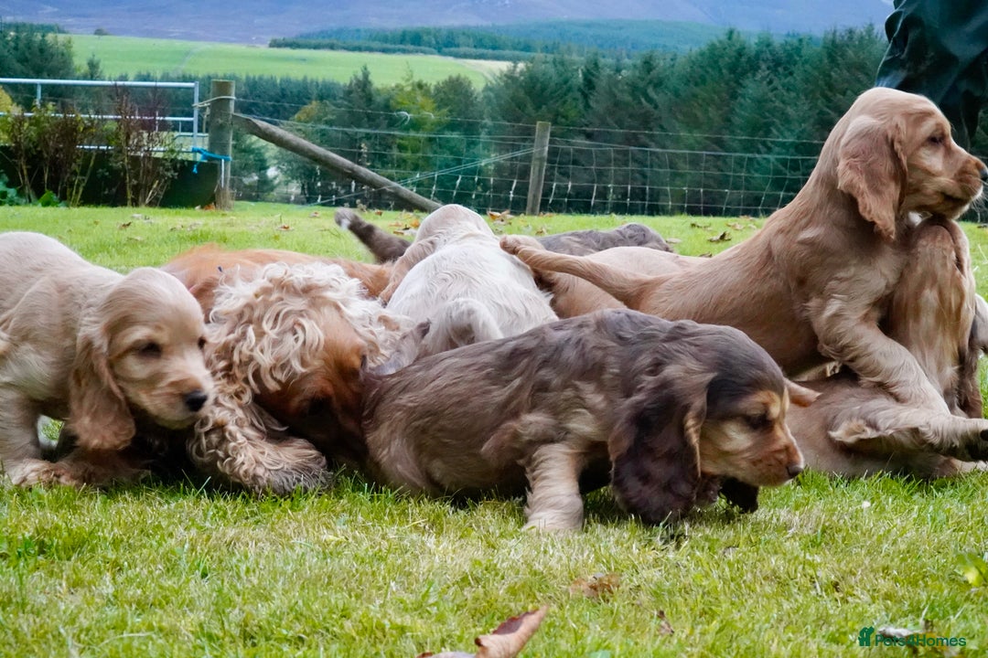 Cocker Spaniel dogs for sale: Show Cocker Spaniel puppies - Image 10