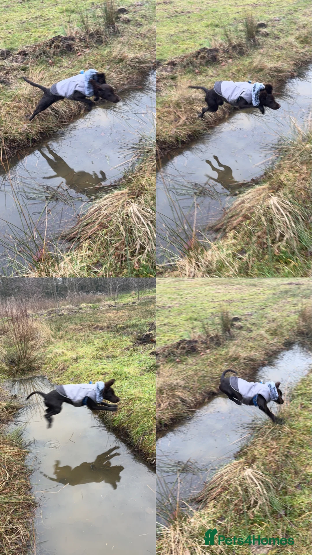 Cocker Spaniel dogs for sale: Vinnie - looking for a working home 🏡  - Advert 4