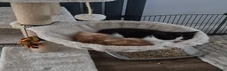 British Shorthair cats for sale: Adorable kittens from a loving home - Advert 5