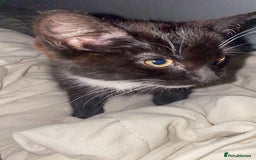 Mixed Breed cats for sale: 3 kittens for sale in Bradford - Image 9