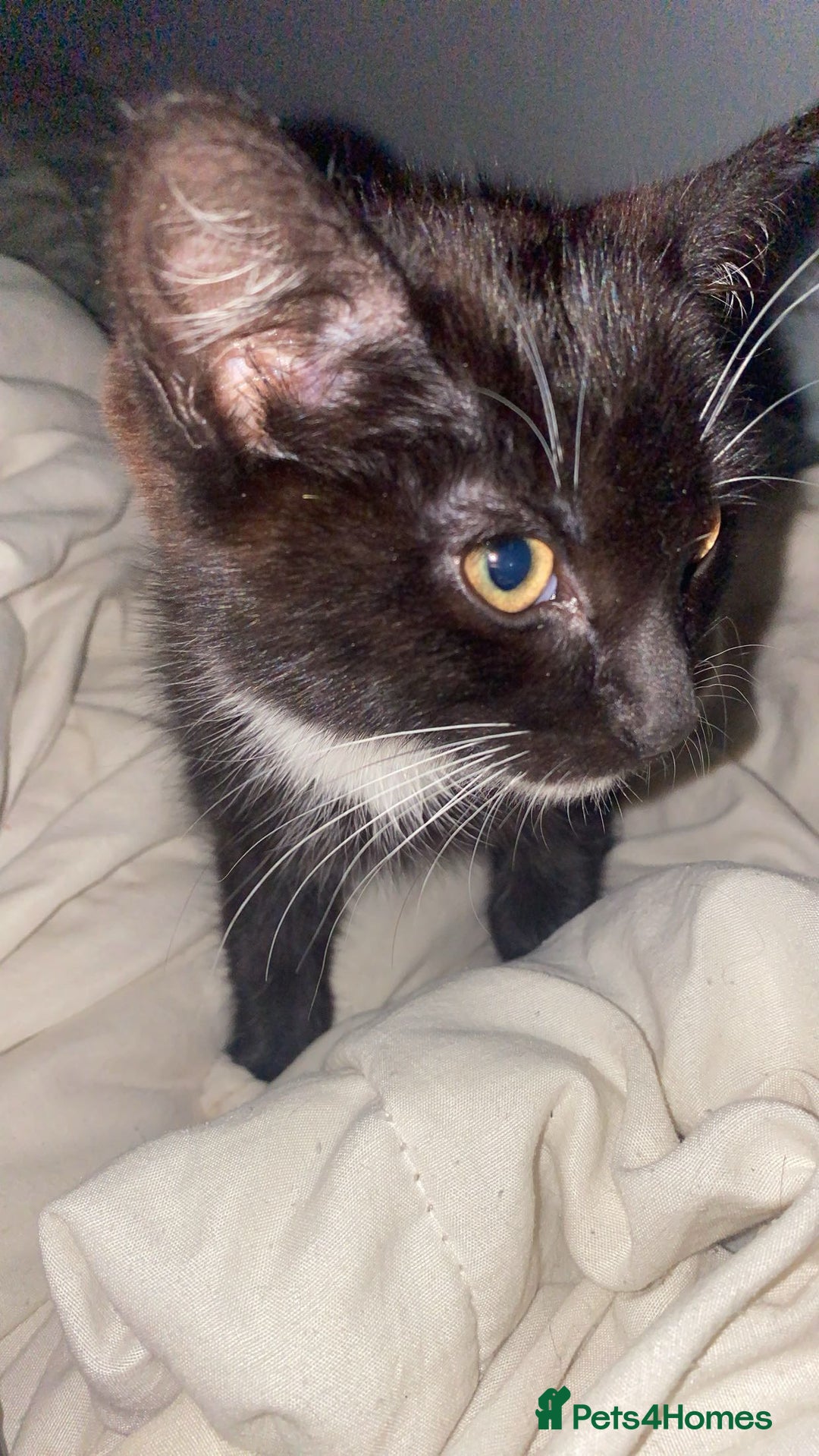 Mixed Breed cats for sale: 3 kittens for sale in Bradford - Image 9