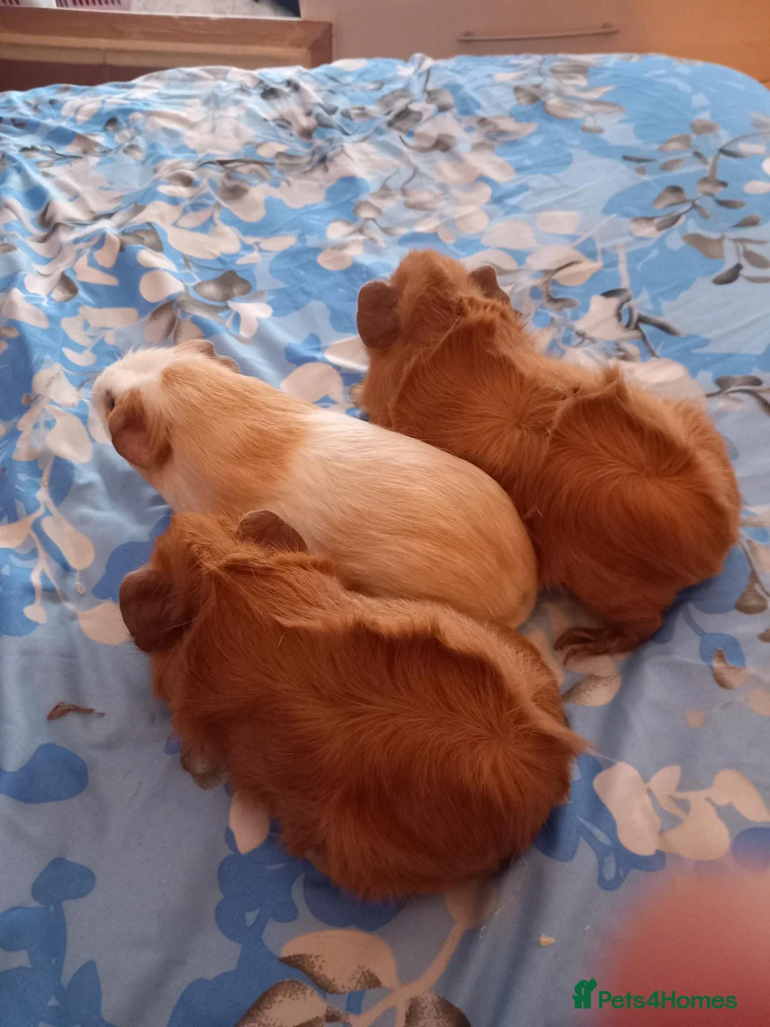 Guinea Pig rodents for sale: Guinea  pigs - Advert 2