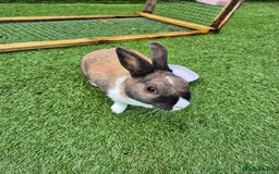 Mixed Breed rabbits for sale: 2 rabbits looking for a new home  - Image 1