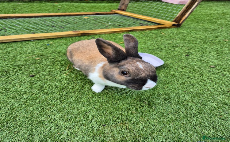 Mixed Breed rabbits - Advert 5