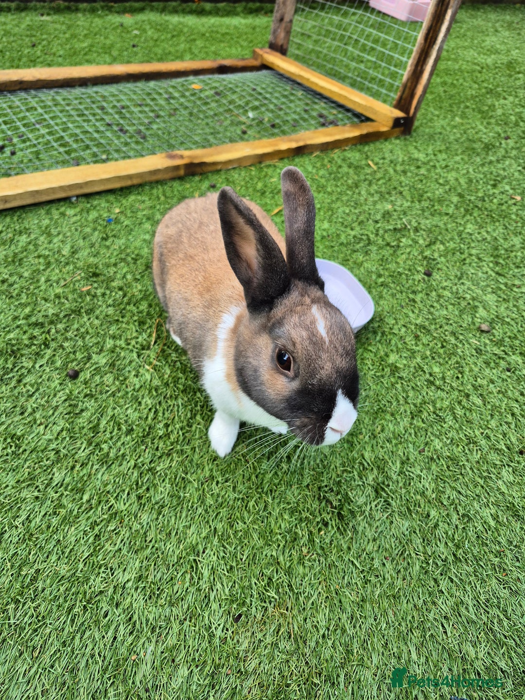 Mixed Breed rabbits for sale: 2 rabbits looking for a new home  - Image 1
