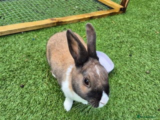 Mixed Breed rabbits - Advert 1