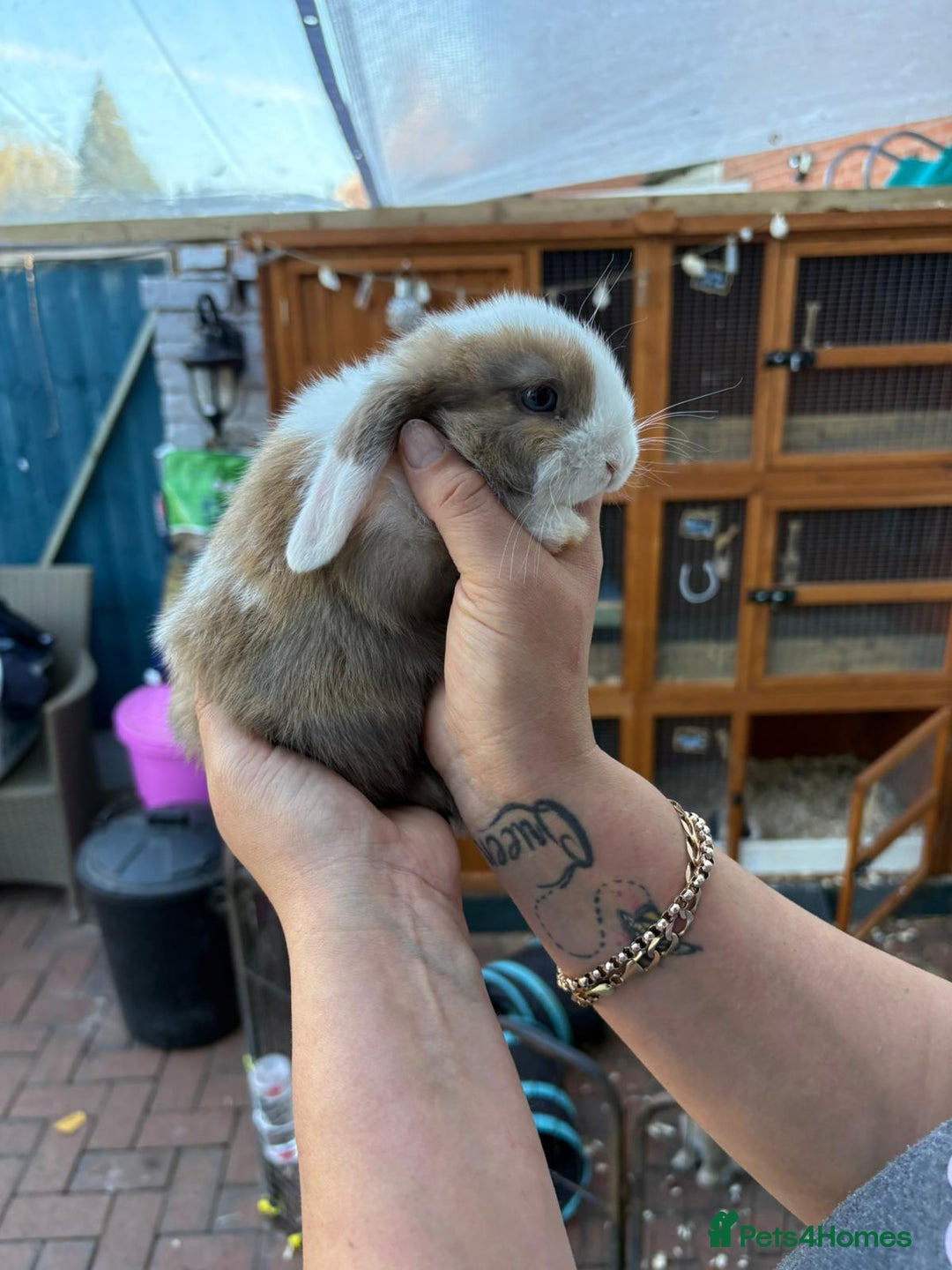 Mini Lop rabbits for sale: Pure bred mini lop - Image 5