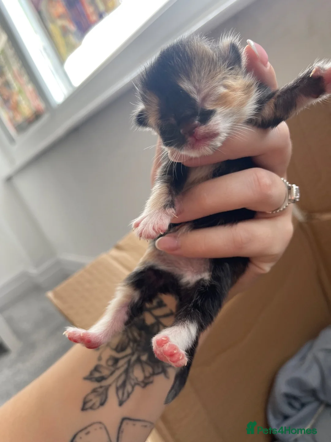 Mixed Breed cats for sale: Tabby cats  in Liverpool - Advert 2