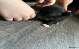 Pomchi dogs for sale: 2 beautiful tiny little Pomchi girls - Image 5