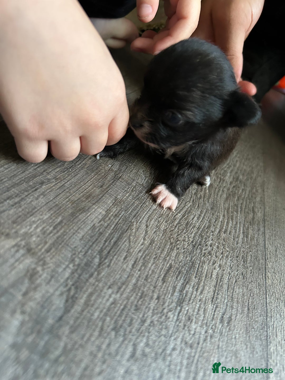 Pomchi dogs for sale: 2 beautiful tiny little Pomchi girls - Image 5