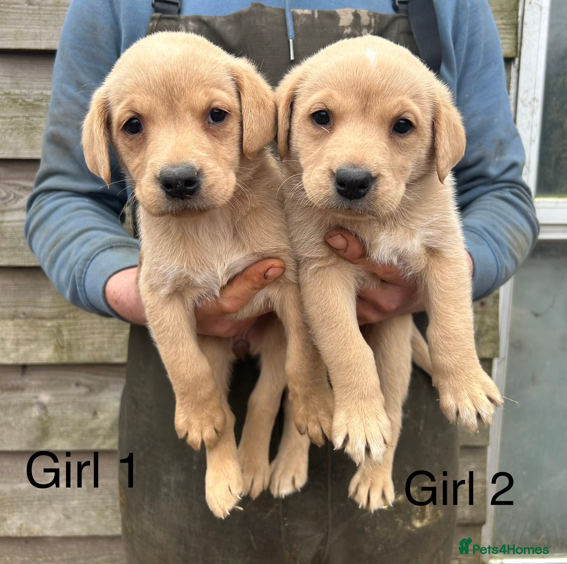 Labrador Retriever dogs Yellow Labrador pups - Advert 2