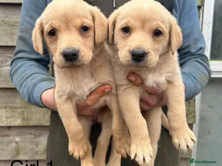 Labrador Retriever dogs Yellow Labrador pups - Advert 2