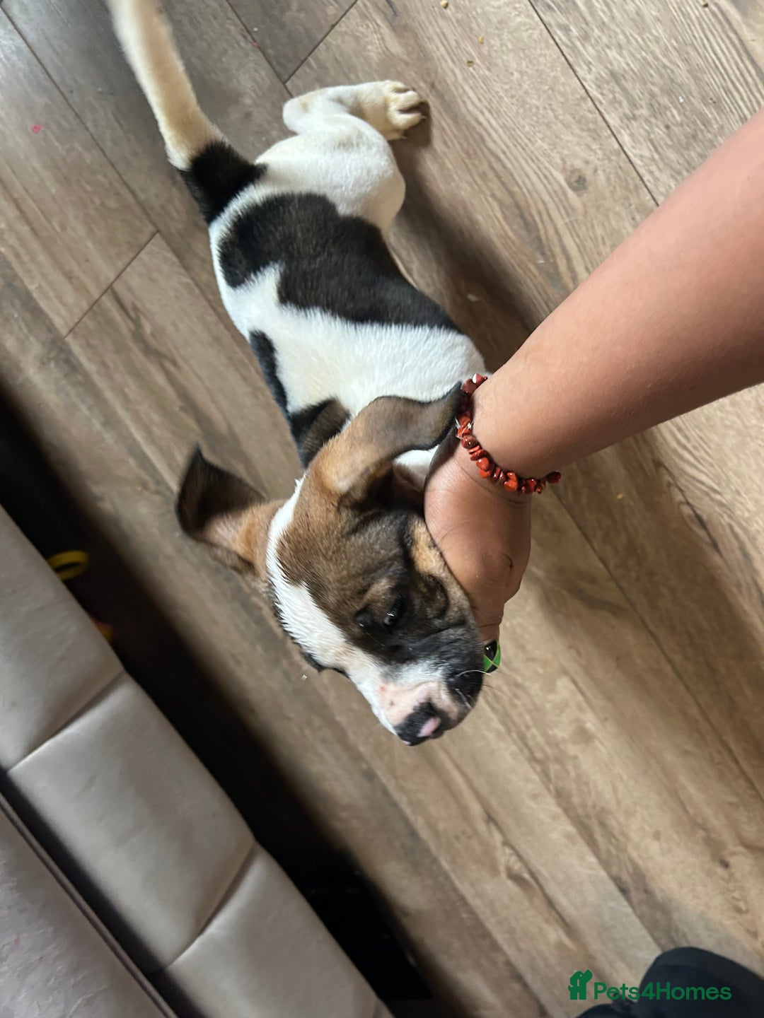 Mixed Breed dogs for sale: 🐾Cocker-Pie (Mini Hippo)s🐾 - Image 3