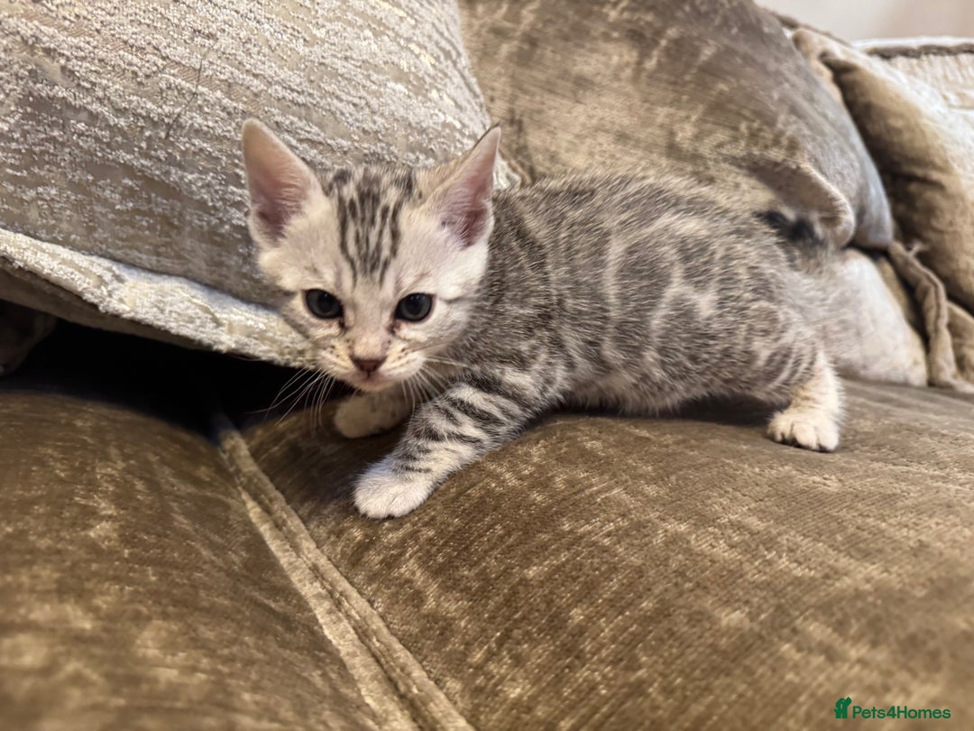 Bengal cats for sale: Exceptional TICA Registered Bengals- Champion Line - Advert 9