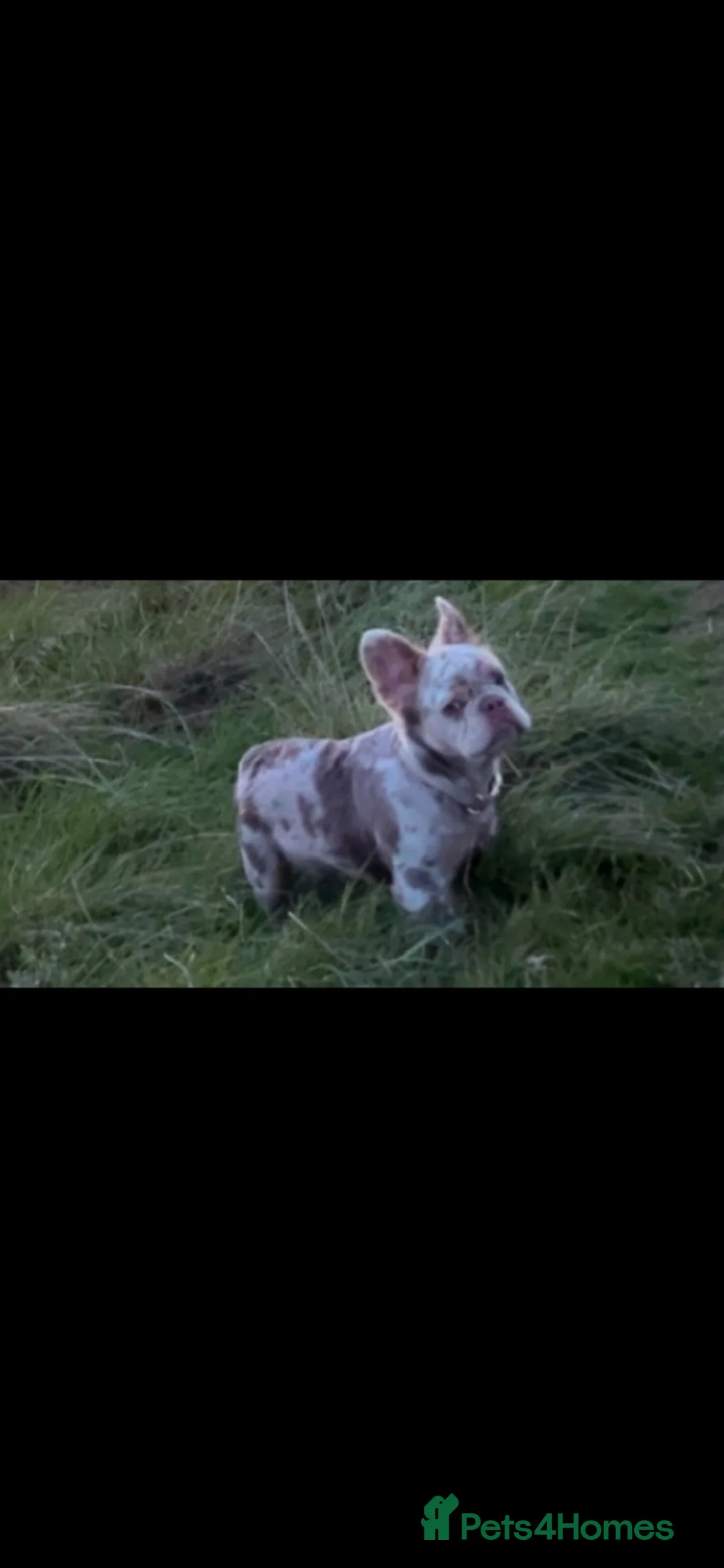 French Bulldog dogs for stud: Teddy 🧸 the Fluffy French bulldog  - Advert 5
