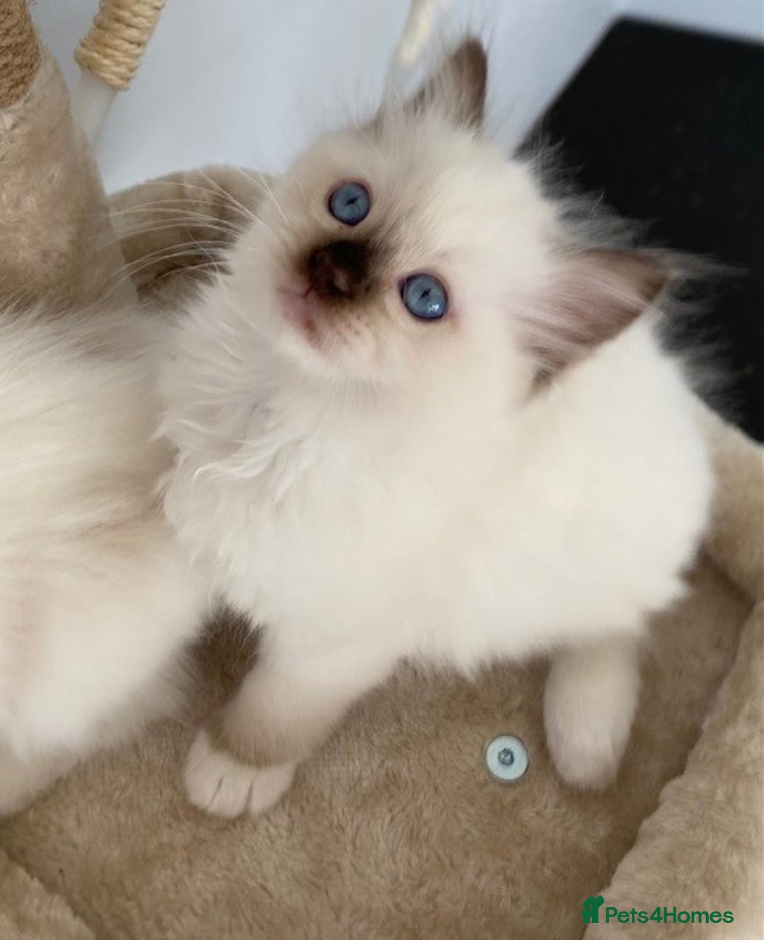Ragdoll cats for sale: TICA REGISTERED PUREBRED RAGDOLL KITTENS AVAILABLE - Advert 28