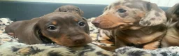 Miniature Dachshund dogs for sale: Funny happy miniature dachshund puppies - Advert 14