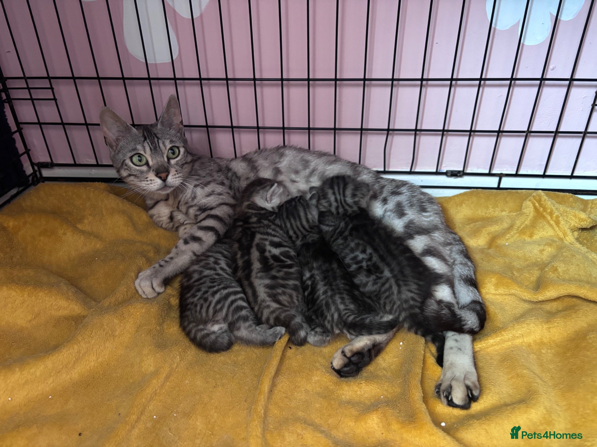 Bengal cats Bengal mix kittens  - Advert 1