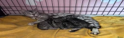 Bengal cats for sale: Bengal mix kittens  - Advert 1