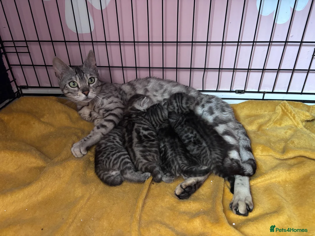 Bengal cats for sale: Bengal mix kittens  - Advert 1