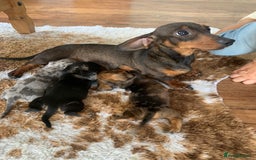 Miniature Dachshund dogs for sale: Stunning coloured dapple dachshund - Image 7