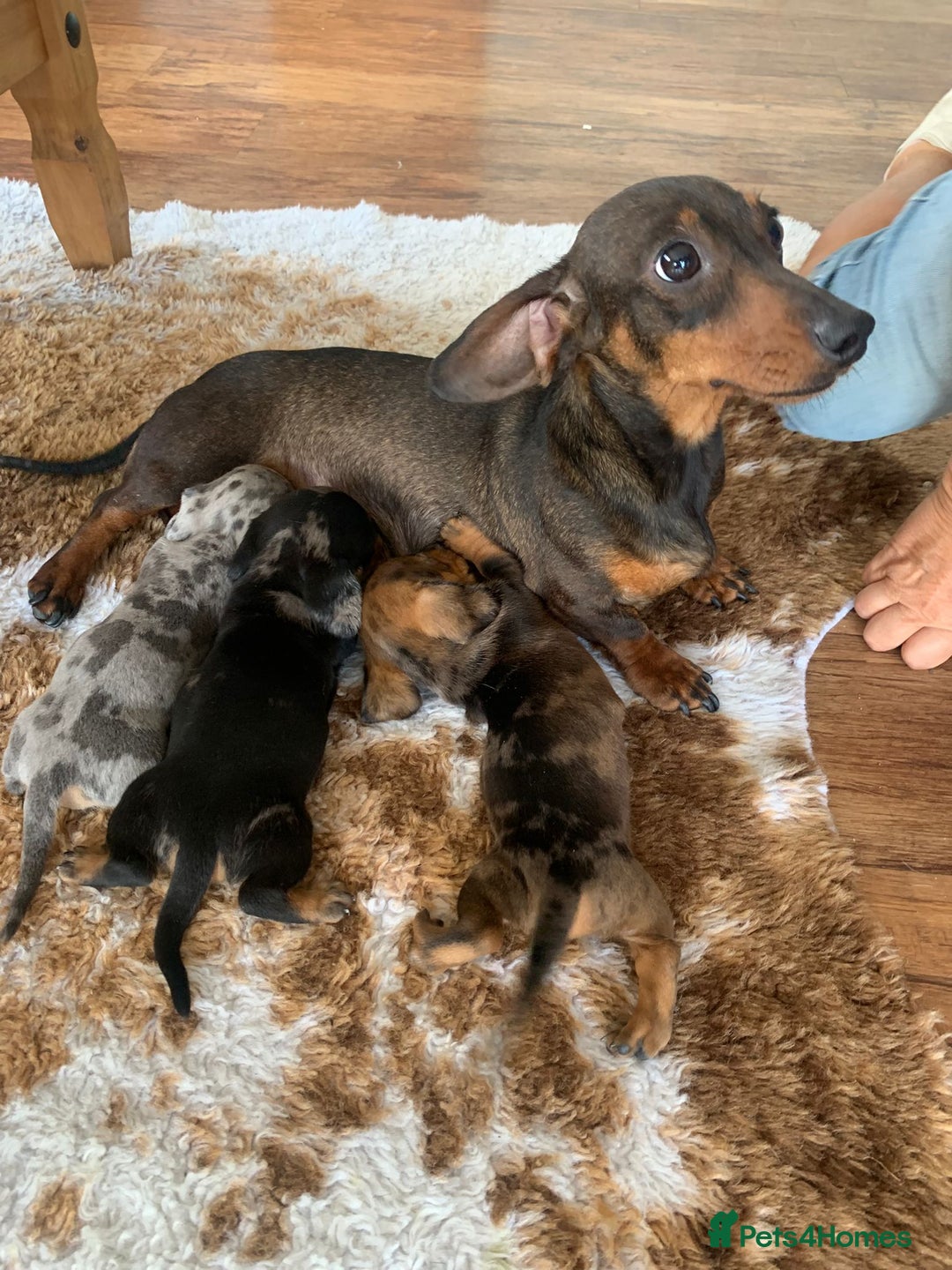 Miniature Dachshund dogs for sale: Stunning coloured dapple dachshund - Image 7