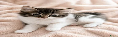 Ragdoll 2 (boy)