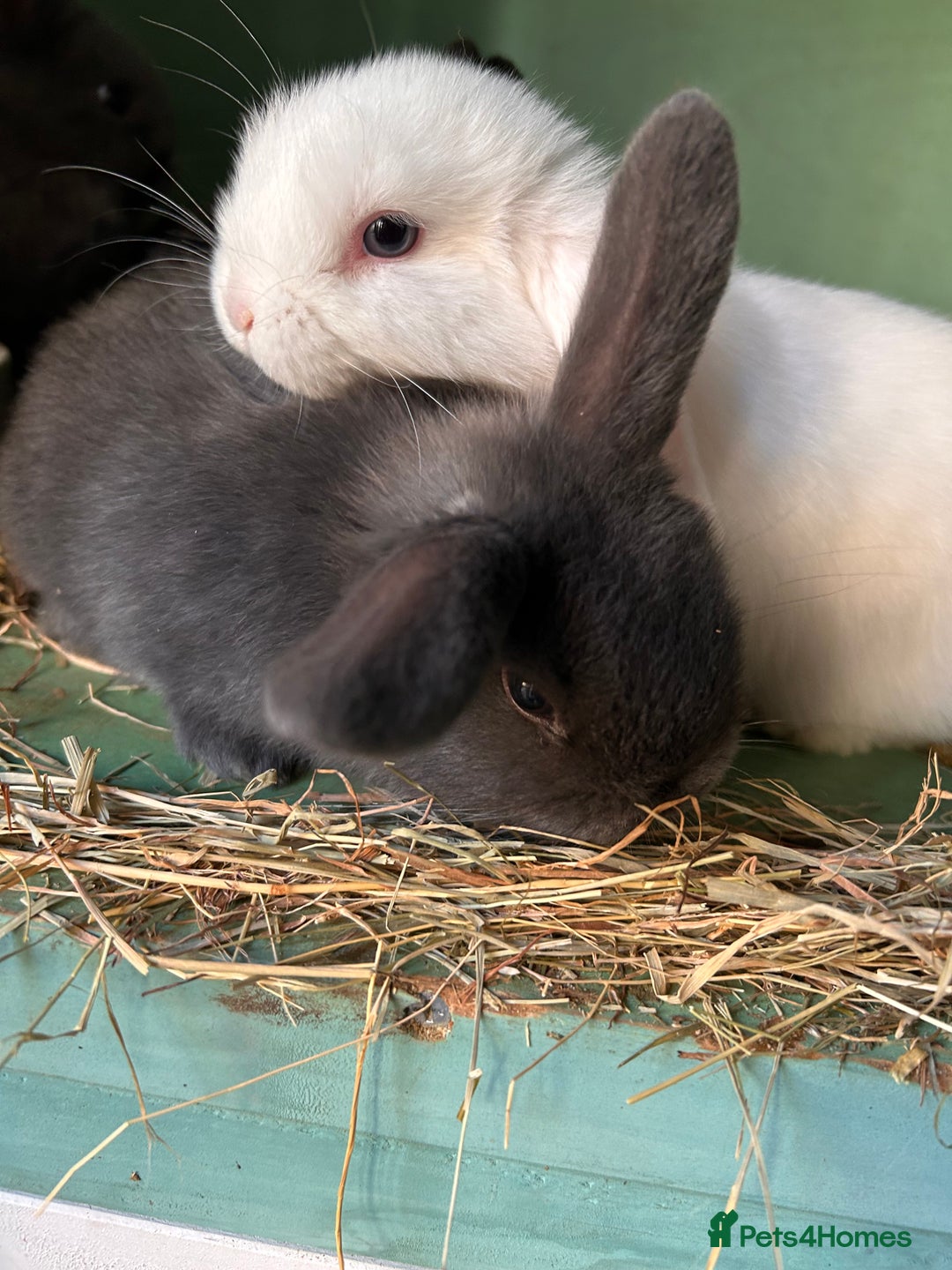 Mixed Breed rabbits for sale: Baby bunnies - Advert 3