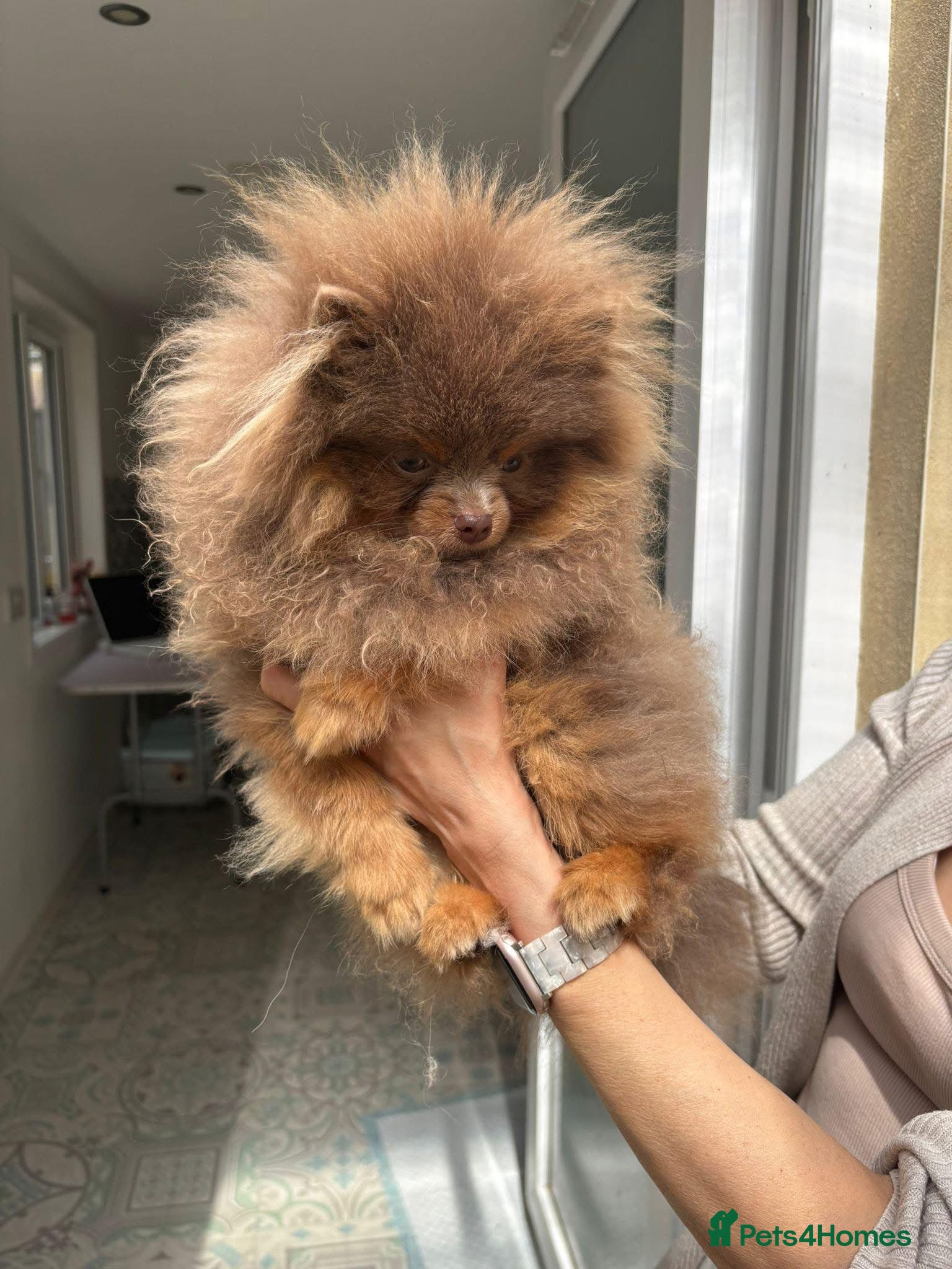 Pomeranian dogs 1.6kgPuppysize teddybear lilac and tan Pomeranian  - Advert 4