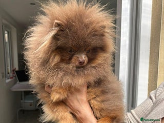 Pomeranian dogs 1.6kgPuppysize teddybear lilac and tan Pomeranian - Advert 4