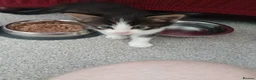 Maine Coon cats for sale: Maine Coon Kittens for Sale - Advert 11